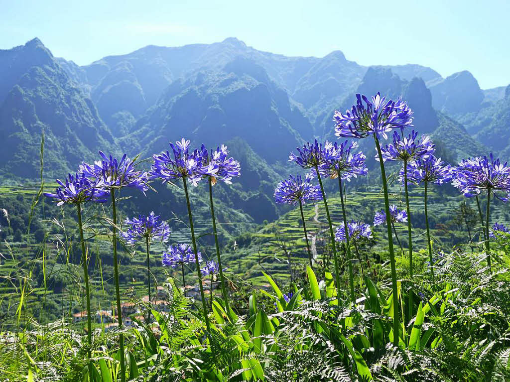 Landschaft: Die schroffen und grnen Berge auf Madeira, oberhalb von Sao Vicente, mit den allgegenwrtigen blauen Agapanthus-Blten, haben es Christoph Karpstein auf Rheinfelden angetan.