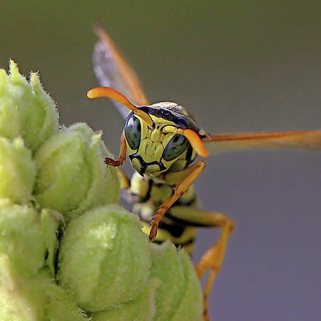   | Foto: Felicitas Vetter