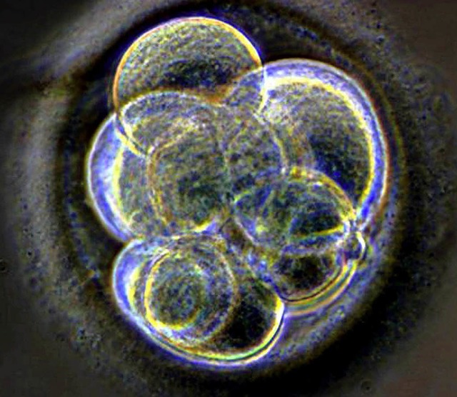 Drei Tage alter Embryo   | Foto: dpa