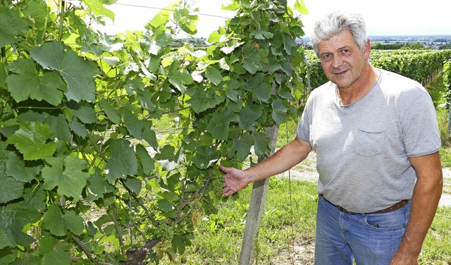 Bis zu 100 Prozent Ernteausfall erwart...rd Kopf fr die Friesenheimer Winzer.   | Foto: Frank Leonhardt