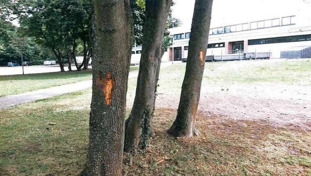 Unbekannte haben die Rinde von Bumen ...ei der Fritz-Boehle-Schule beschdigt.  | Foto: Polizei