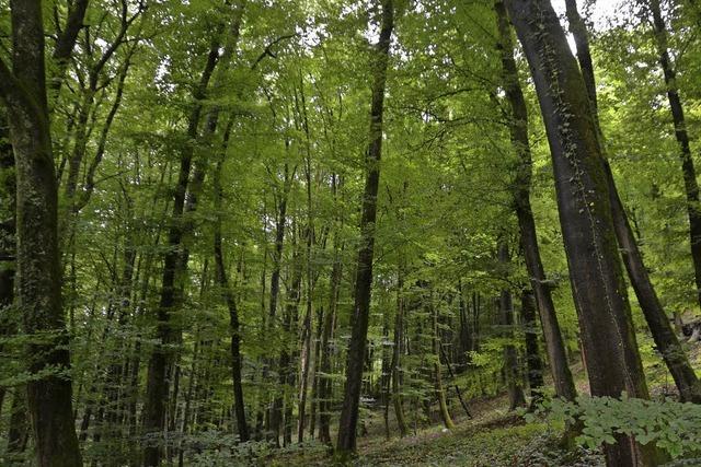 BZ-Leser erkunden den heimischen Wald