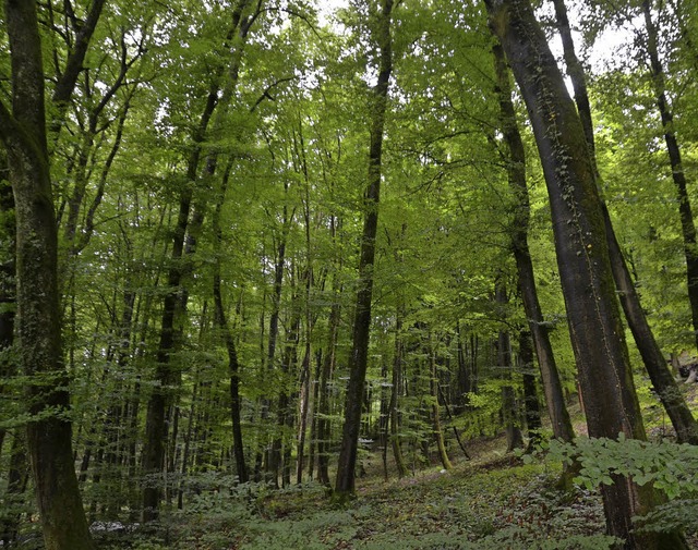 Der Wald auf dem Dinkelberg bietet einige Besonderheiten.   | Foto: P. Gerigk