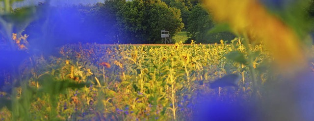 Die wunderbar blhenden Felder (im Vor... bei Gallenweiler &#8211; aufgefallen.  | Foto: Harald Hfler