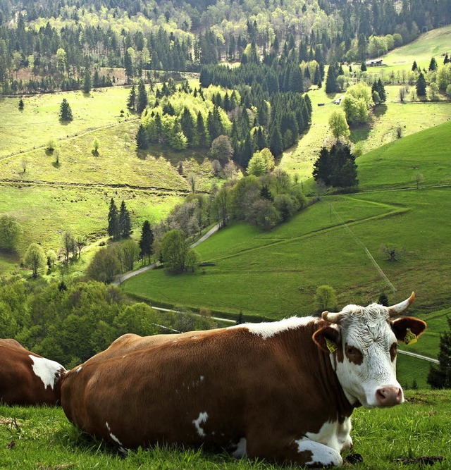 Schtzenswert: die Allmendweiden im sdlichen Schwarzwald   | Foto: Jrg Liesen