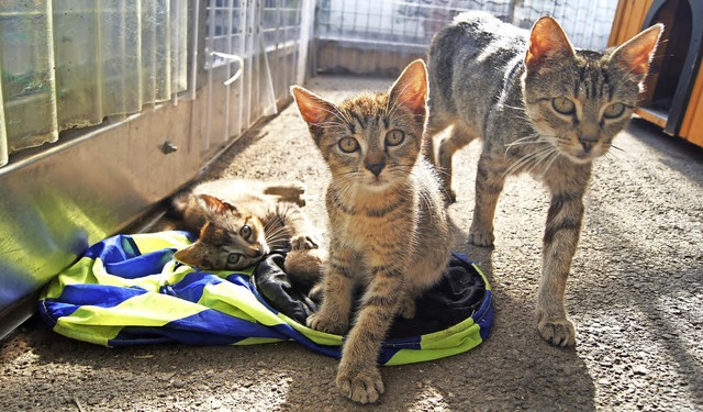 Neben diesen zahmen Katzen gibt es im ...erden, um sie an Menschen zu gewhnen.  | Foto: Dana Coordes