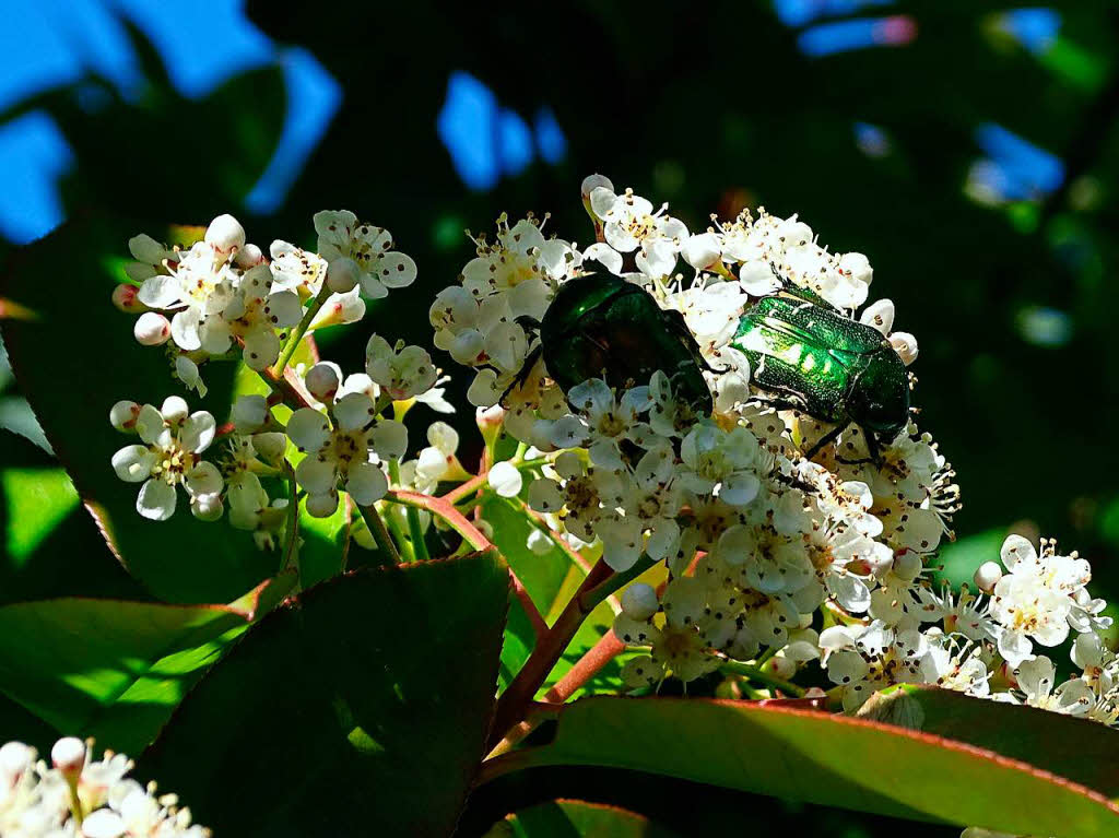 Gerd Mutter: Glanzkfer beim Naschen im eigenen Garten