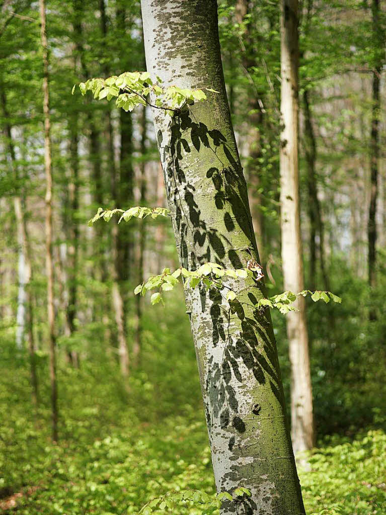 Hermann Lais: Gesehen bei einem Waldspaziergang am Tllinger Berg. Auch grne Bltter werfen graue Schatten.