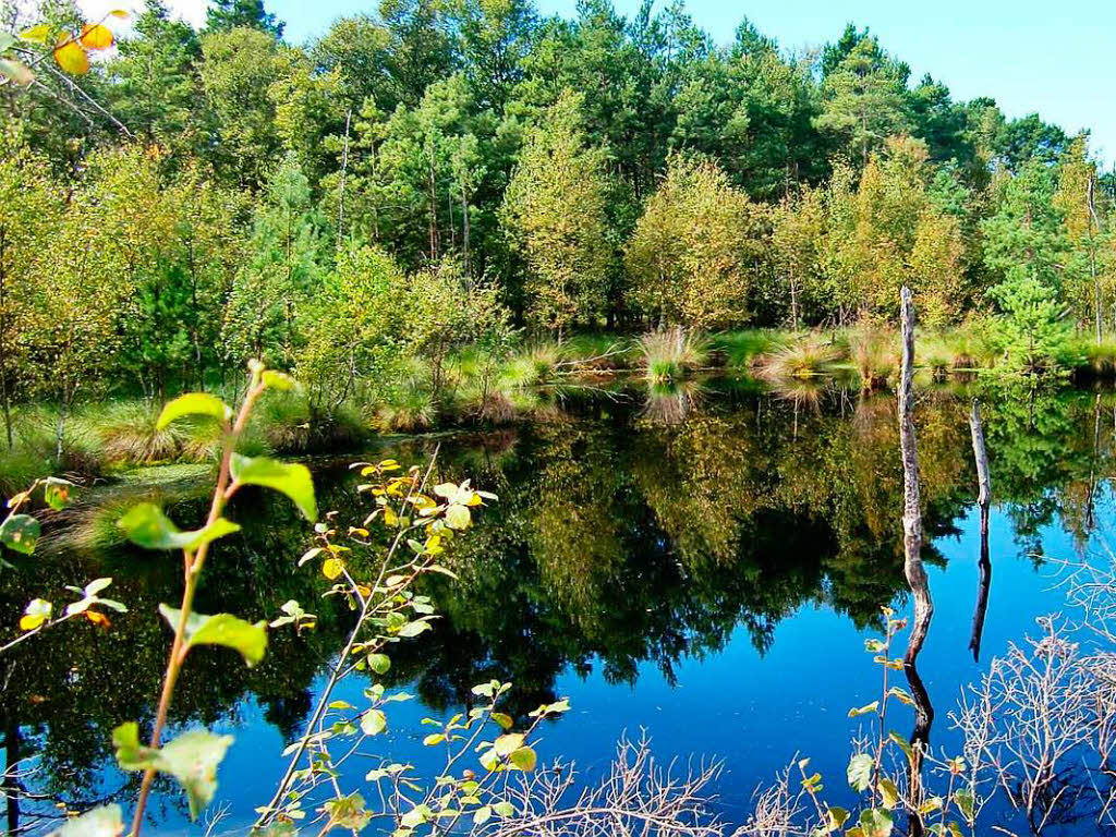 Walter Ensch: Piezmoor, Lneburger Heide