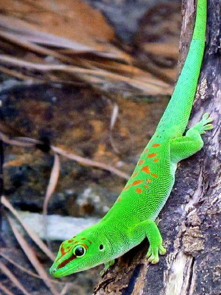 Inge Wenk: Den laubfroschfarbigen Gecko gesehen auf Mauritius