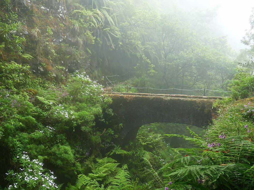 Christoph Karpstein: Es ist eine Brcke mitten im grnen, dunstigen Wald, die wir auf einer Levadawanderung auf Madeira berqueren mussten.