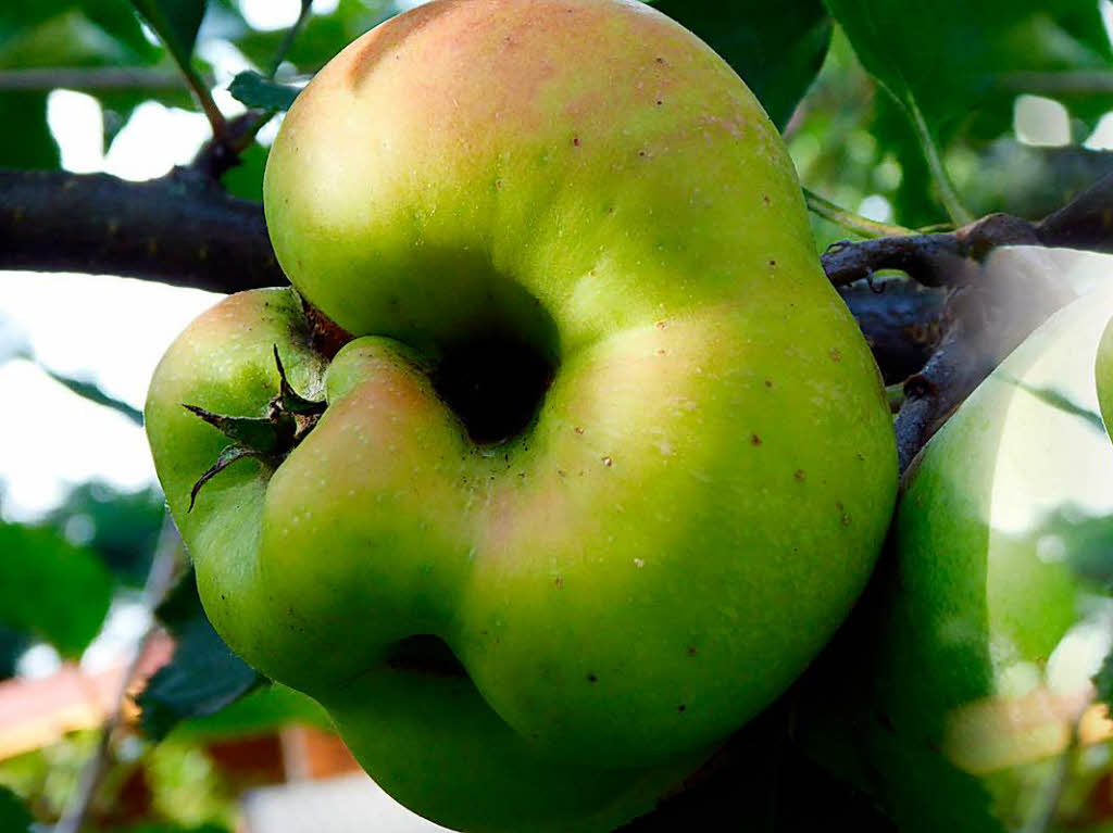 Inge Wenk: Den Grnschnabel-Apfel gesehen im Garten von Freunden