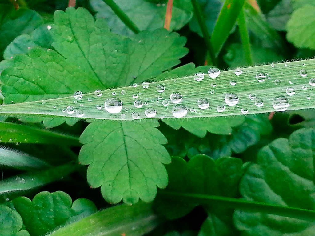 Barbara Lais-Campana:  Es zeigt ein Grasblatt auf dem Wassertropfen stehen.