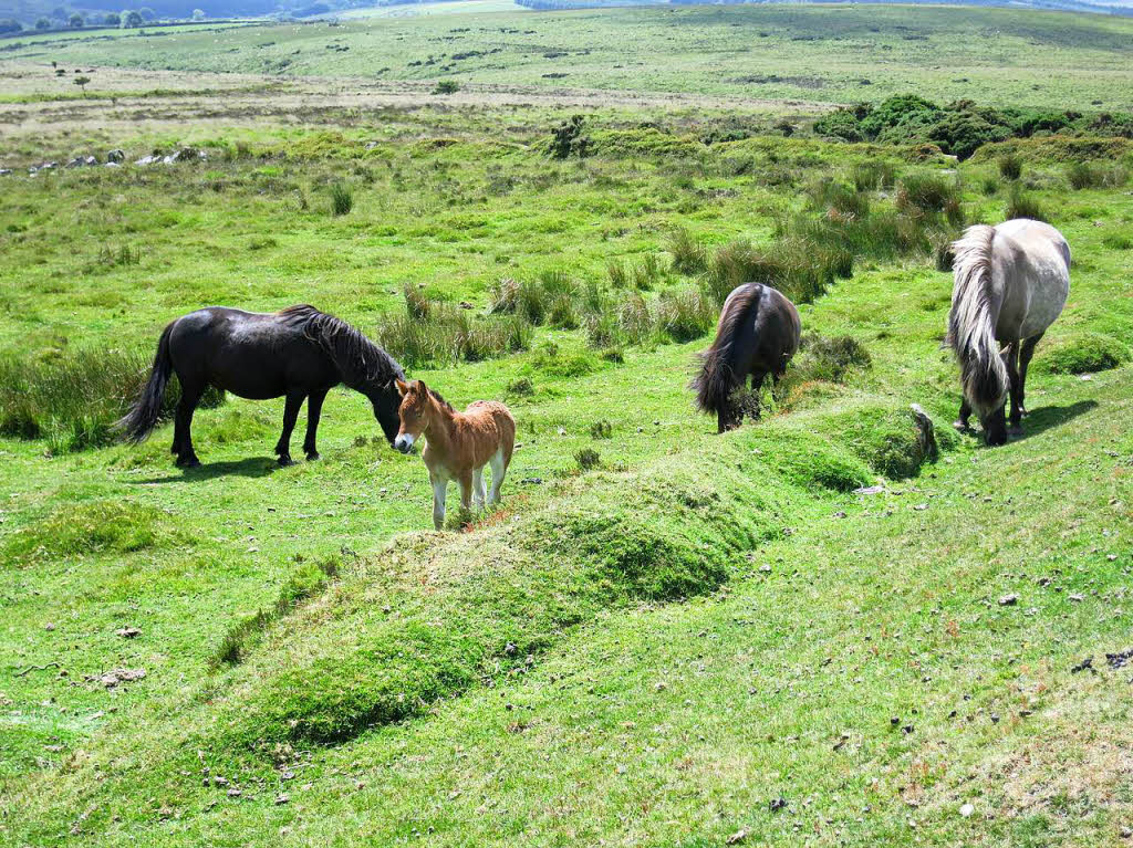 Reinhold Utke: Dartmoorponys im Dartmoor/Sdengland in freier Wildbahn aufgenommen.