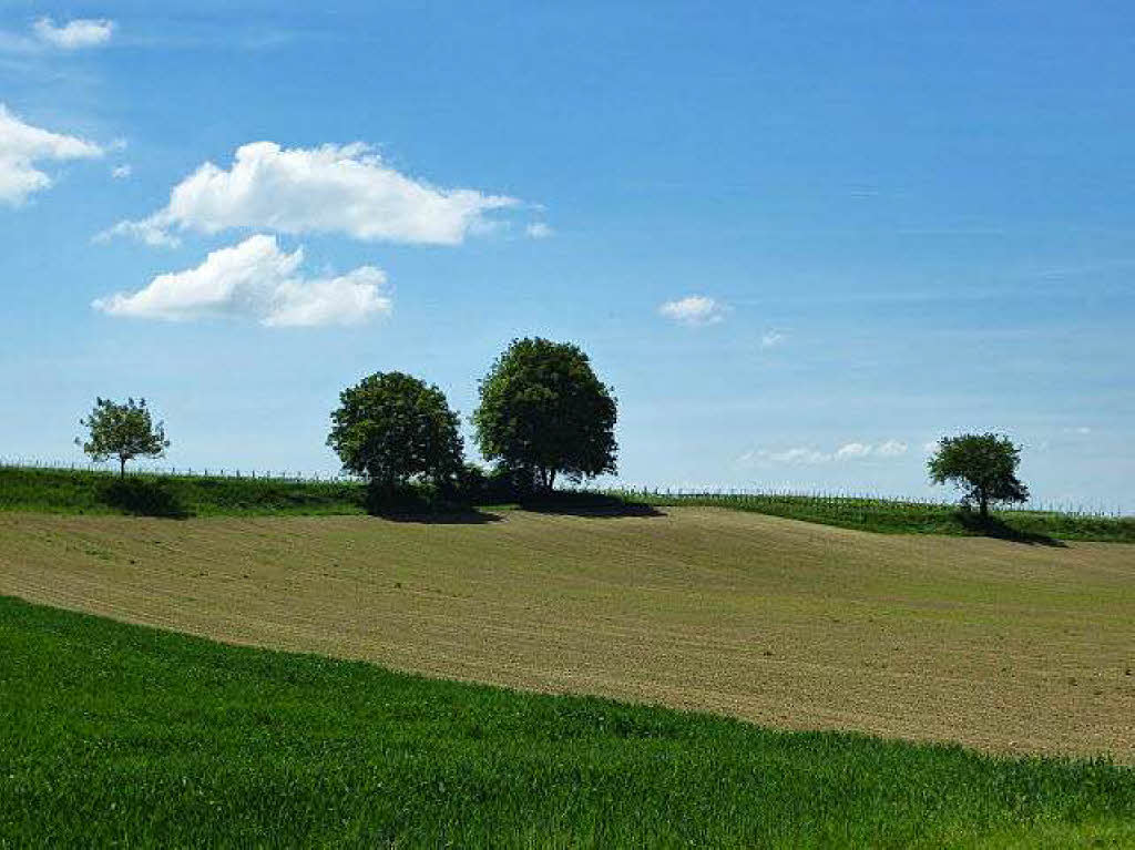 Michael Pantze: Baumgruppe bei Heitersheim