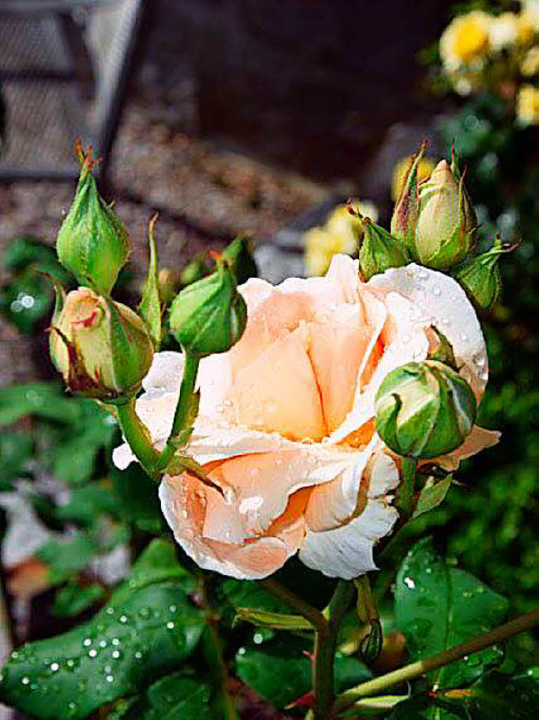 Anja Kiefer-Jurd: Was wre eine Rose ohne ihr „grnes Kleid“? - Das Bild wurde im Garten meiner Eltern in Marzell gemacht.