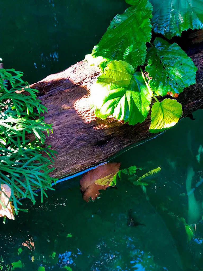 Cornelia Hossfeld: Glck in der Regentonne im Naturgarten am Paradiesbuck in Malsburg