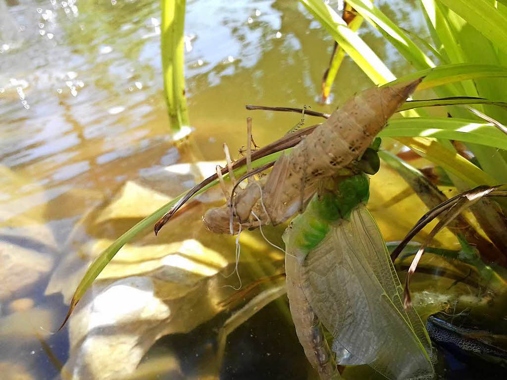 Dietmar Bozenhardt: Libelle, gerade aus der Haut geschlpft. Entstanden im Juni 2017 am Teich des Bw Haltingen.