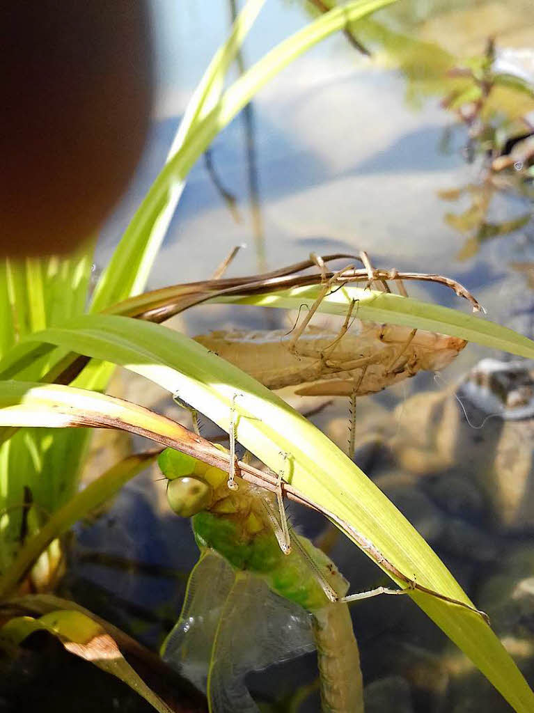 Dietmar Bozenhardt: Libelle, gerade aus der Haut geschlpft. Entstanden im Juni 2017 am Teich des Bw Haltingen.