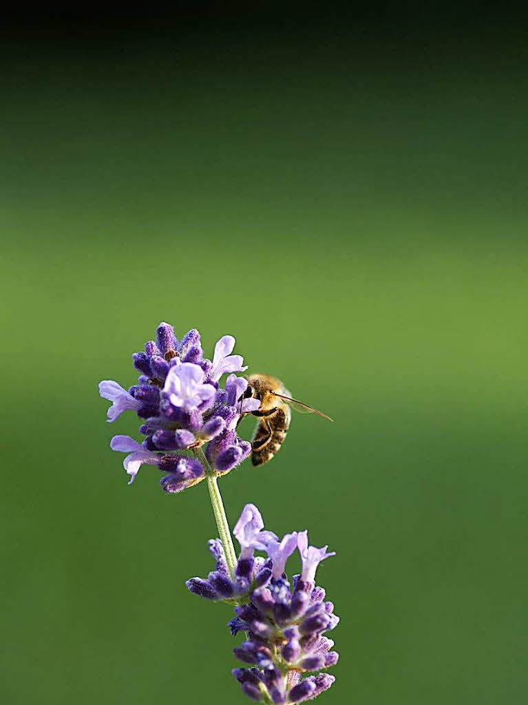 Lars Bausch: Die Biene im Lavendel entstand in meinem eigenen Garten, welcher im Hintergrund nur noch als verschwommenes grn zu sehen ist.