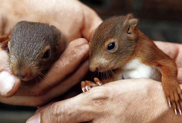 Die tierischen Sturmopfer sind jetzt guten Hnden.   | Foto: Heidi Fssel