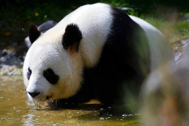 Panda-Baby entzckt Frankreich