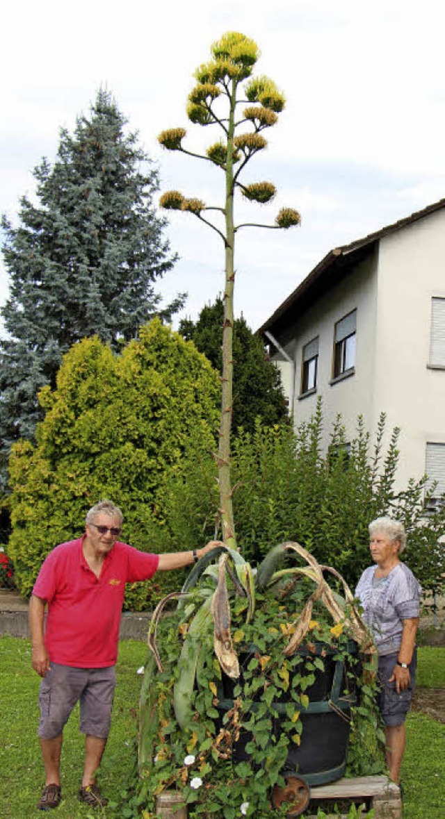 Robert Sexauer und Margarete Stocker neben der blhenden, 68 Jahre alten Agave.   | Foto: Helmut Hassler