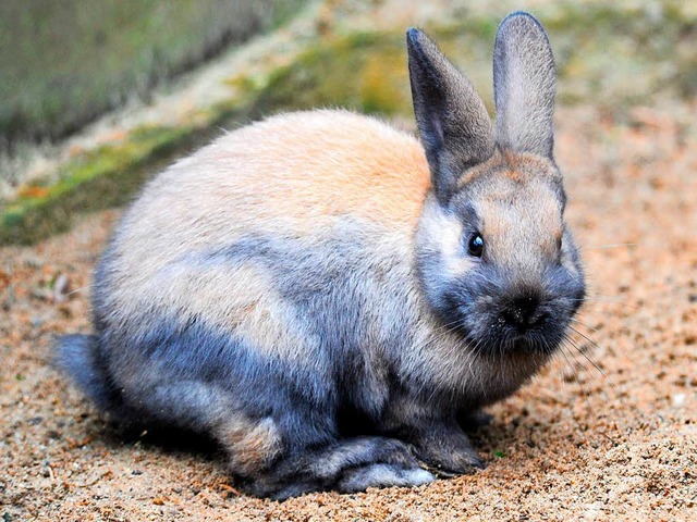 Da wundert sich das Kaninchen, wenn se...aseballschlgern aufeinander losgehen.  | Foto: dpa