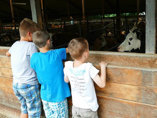 Das Schnste waren fr Kinder auf dem ...eben den Traktoren &#8211; die Rinder.  | Foto: Victoria Langelott