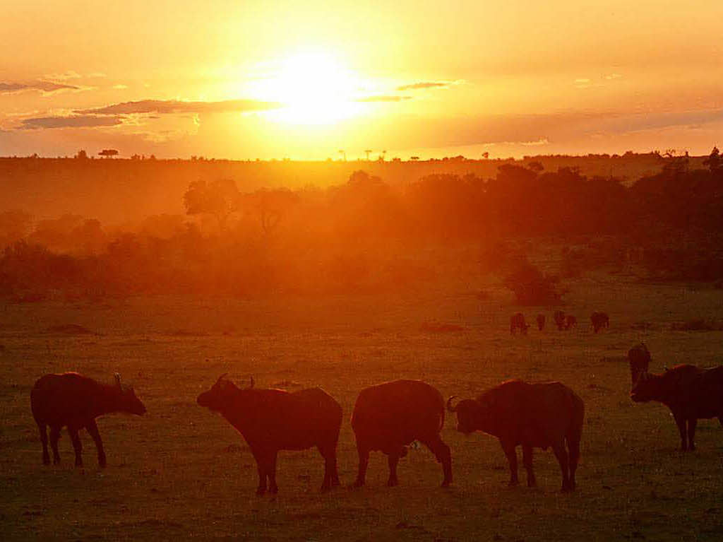 Landschaft: Sonnenuntergang im Masai Mara Nationalpark in Kenia. Die Stimmung fing Jrg Mauch aus Rheinfelden ein.Einst war dort der Drehort fr „Jenseits von Afrika“ mit Meryl Streep und Robert Redford.