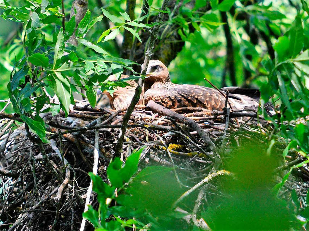 Tiere: Schwarzmilan im Horst in der Nhe einer Wasserflche."Eingefangen" mit der Kamera hat die Greifvogel-Familie  Stefan Senger