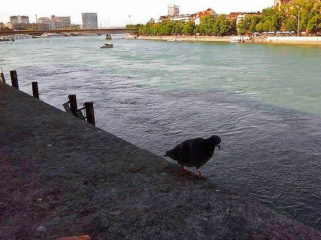 Tiere: Spaziergang mit Taube am Rhein bei Basel. Diesen machte Zlatina Dobrewa aus Grenzach-Wyhlen
