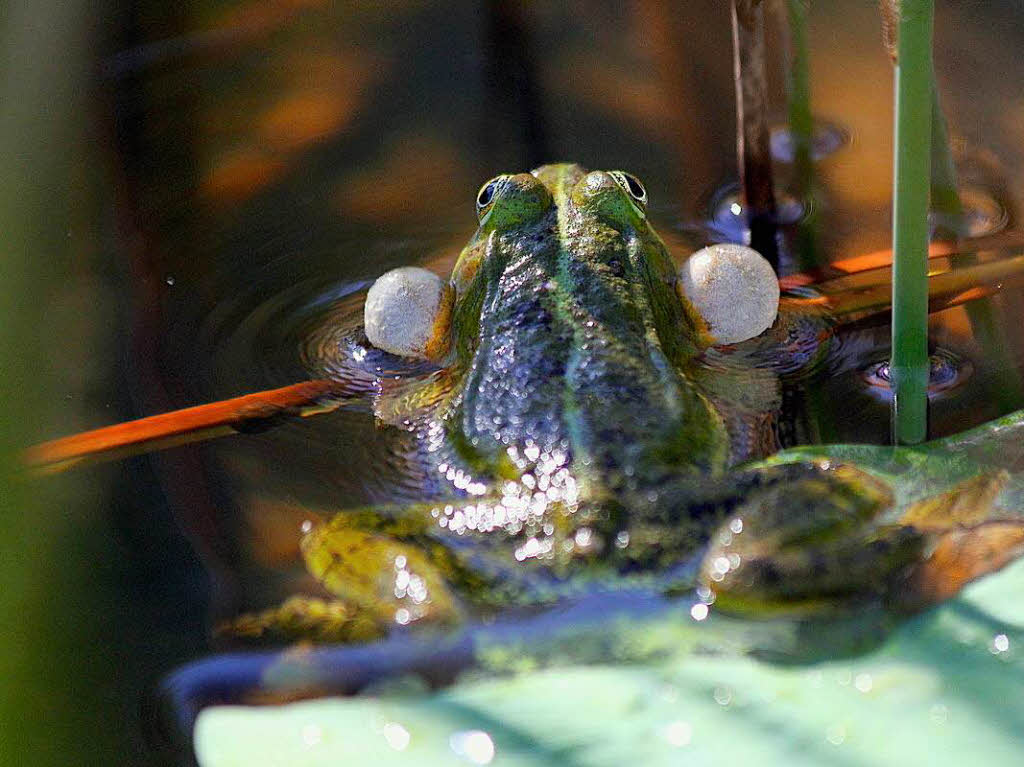 Tiere: Ein Teichfrosch mit aufgeblasenen Schallblasen beim Konzert in einem Biotop. Gehrt von Simone Kirrmann aus Rheinfelden