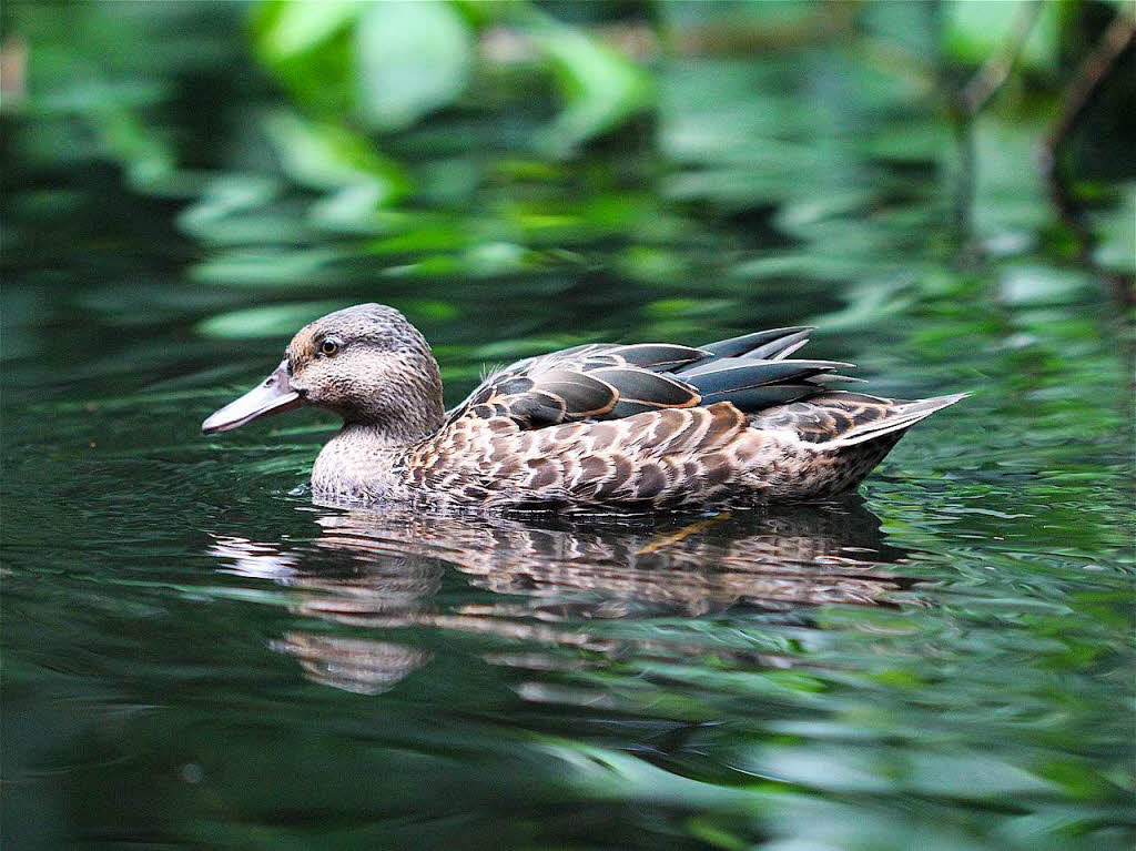 Tiere: Die Ente im Weiher beim Tierpark Lange Erlen in Basel wurde von Simone Kirrmann aus Rheinfelden fotografiert.