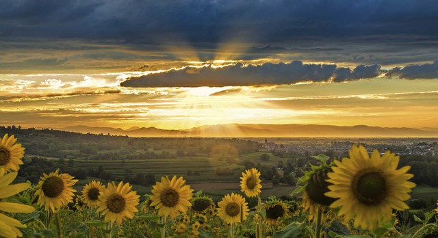 Ettenheim erstrahlt in schnstem Abend...ommen aus den Weinreben bei Mnchweier  | Foto: Michael Sauer