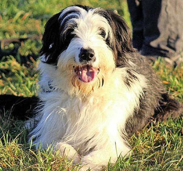 Snoopy mag  Hndinnen und hat nichts gegen Katzen.   | Foto: Tierheim