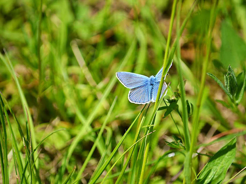 Tiere: Blauer Farbtupfer im grnen Gras. Mit einer Nikon D7000 und 300er Teleobjektiv am 13. Mai 2017 auf einem kleinen Spaziergang zum Lindenplatz am Tlliger aufgenommen. Volker Dippmann, Weil am Rhein