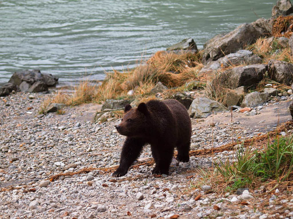 Tiere: Junger Grizzly in Alaska Peter Eichin Grenzach-Wyhlen