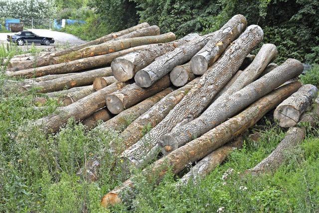 Holz in Weil am Rhein in der Quarantänezone gelagert