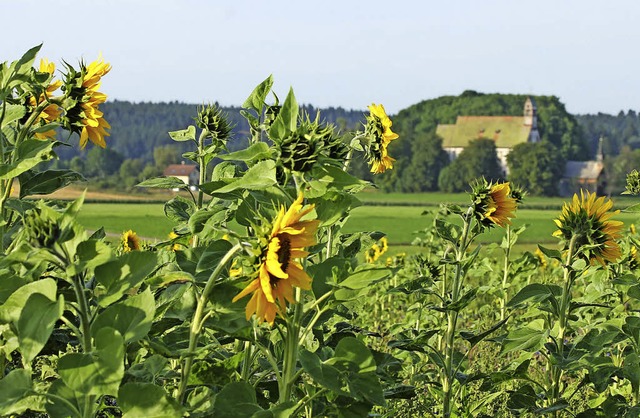 Sonnenblumen und blhende Wiesen erfre...gebene Wallfahrtskirche Witterschnee.   | Foto: Ute Kienzler