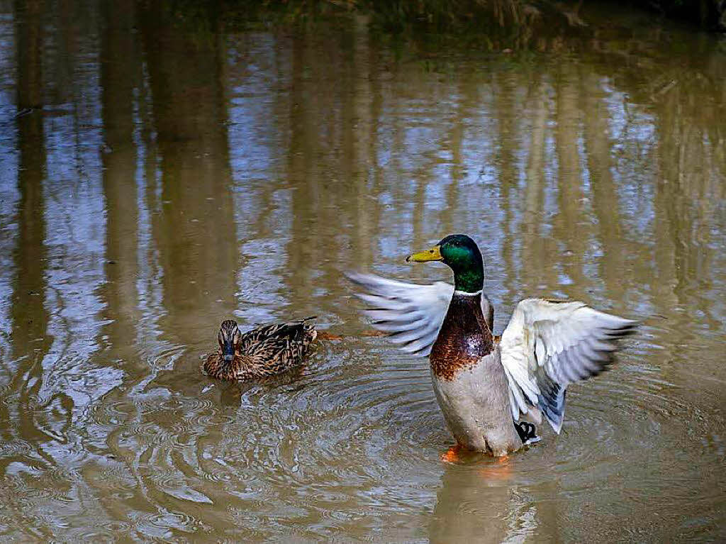 Tiere: Das Entenpaar fhlt sich in einem Tmpel im Wald auf dem Neufeld sichtlich wohl. Entdeckt von Christian Engel aus Rheinfelden