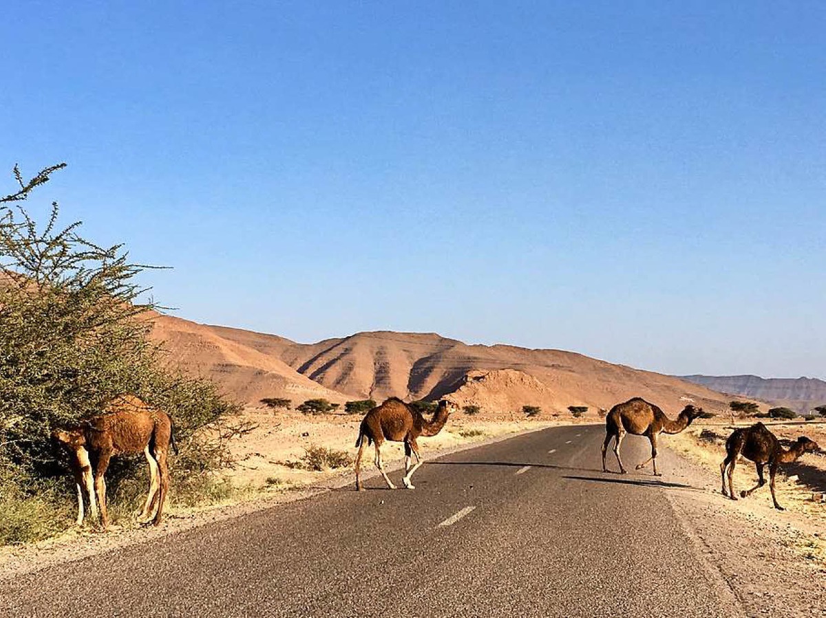 Tiere: Stefan Rsch reiste mit dem Wohnmobil durch Marokko. Hier bei der Oasenstadt Tata. Er ist begeistert ber die Schnheit des Landes und der Friedlichkeit sowie den gastfreundlichen Menschen.