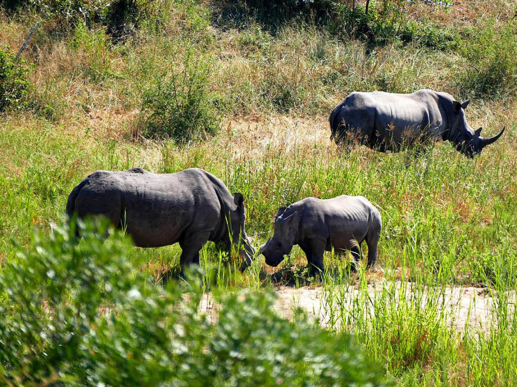 Tiere: Diese Nashorn-Familie gehrt zu den "Big Five" im Krger Nationalpark in Sdafrika. Beobachtet von Willi Hesse aus Rheinfelden