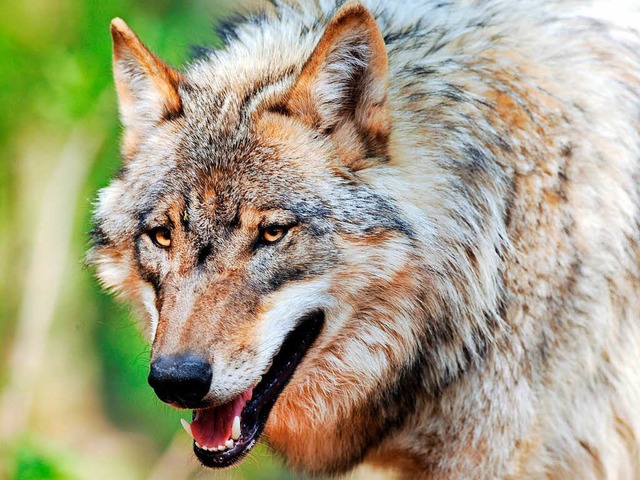 Wegen der Ttung des Wolfs vom Schluch...afanzeige gegen Unbekannt eingereicht.  | Foto: dpa