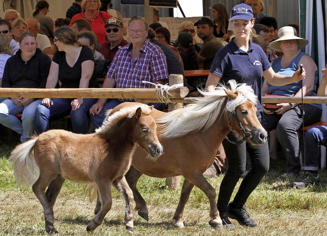 Anmut und Charakter strahlen schon die kleinen Pferdchen aus.   | Foto: ZVG