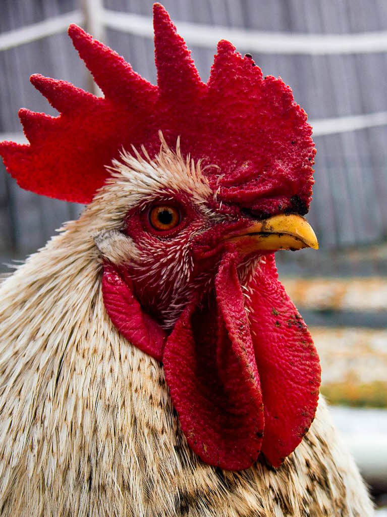 Tiere: Hahn Max ist der Boss von 7 Hennen. Tilo Wiesbach machte das Portrait  mit einer Olympus Digital Kamera