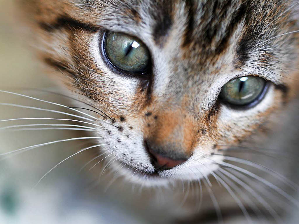 Tiere: "Was denkt sich diese junge Katze auf Mallorca", fragt sich Dieter Fischer aus Grenzach-Wyhlen. Vielleicht "Bekomm ich als Belohnung ein Leckerli?"