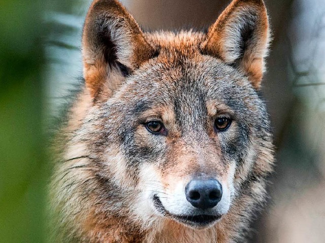 Der Wolf fasziniert uns Menschen.  | Foto: Bernd Thissen