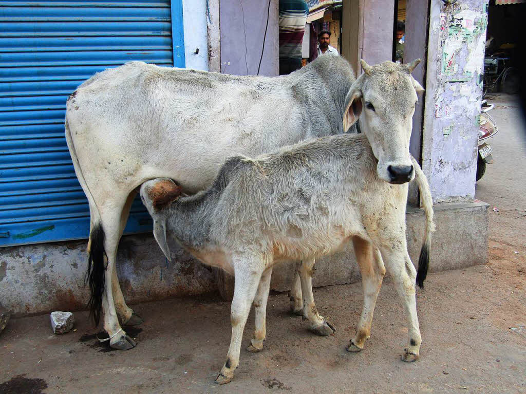 Tiere: Rajasthan Indien 2017.     Sabine Scarpa, Rheinfelden