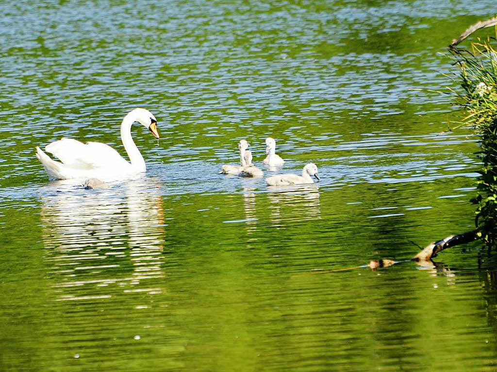 Tiere: Schwanen-Mama mit Nachwuchs im Naturschutzgebiet an der Wehra. Unterwegs mit Kamera war Arvid Hager aus Rheinfelden